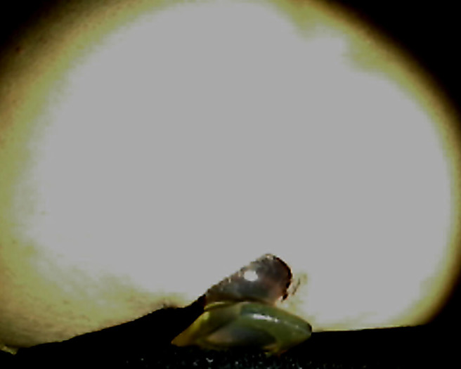 Anal, Ass, Dildo,Plug, Fuck