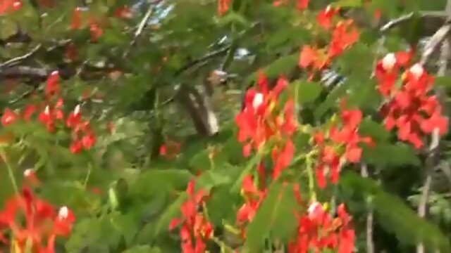 mature shemale with a huge load