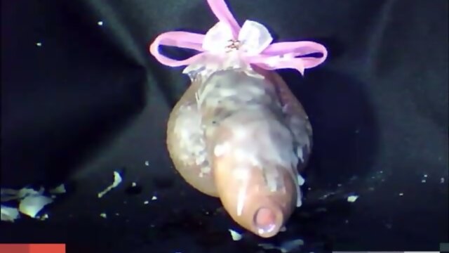 SissyThai Sissygasm Compilation (No Hand Cum)