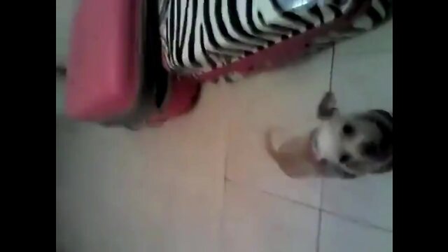 Shemale compilation parte5