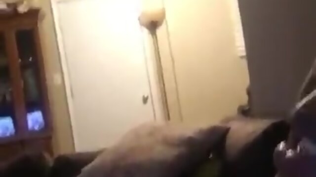 Thick chunky enormous baby shemale swallowing huge ebony penis