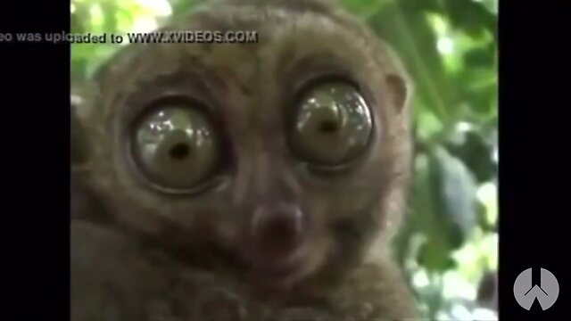 Memes de janeiro 2020 ano novo (w. abreu)