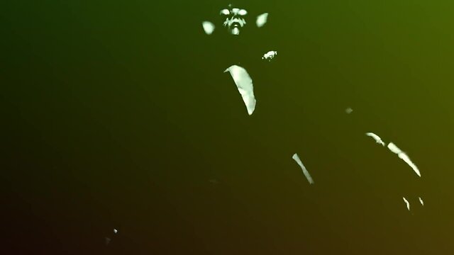 3d futa watch while high