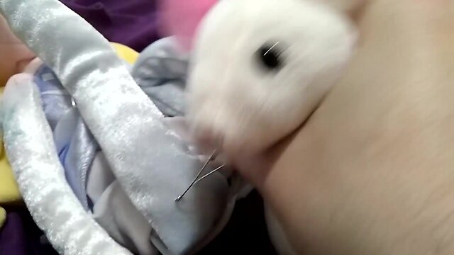 Plushie pleasure: squeaky mouse fills elsas silky hole with cream